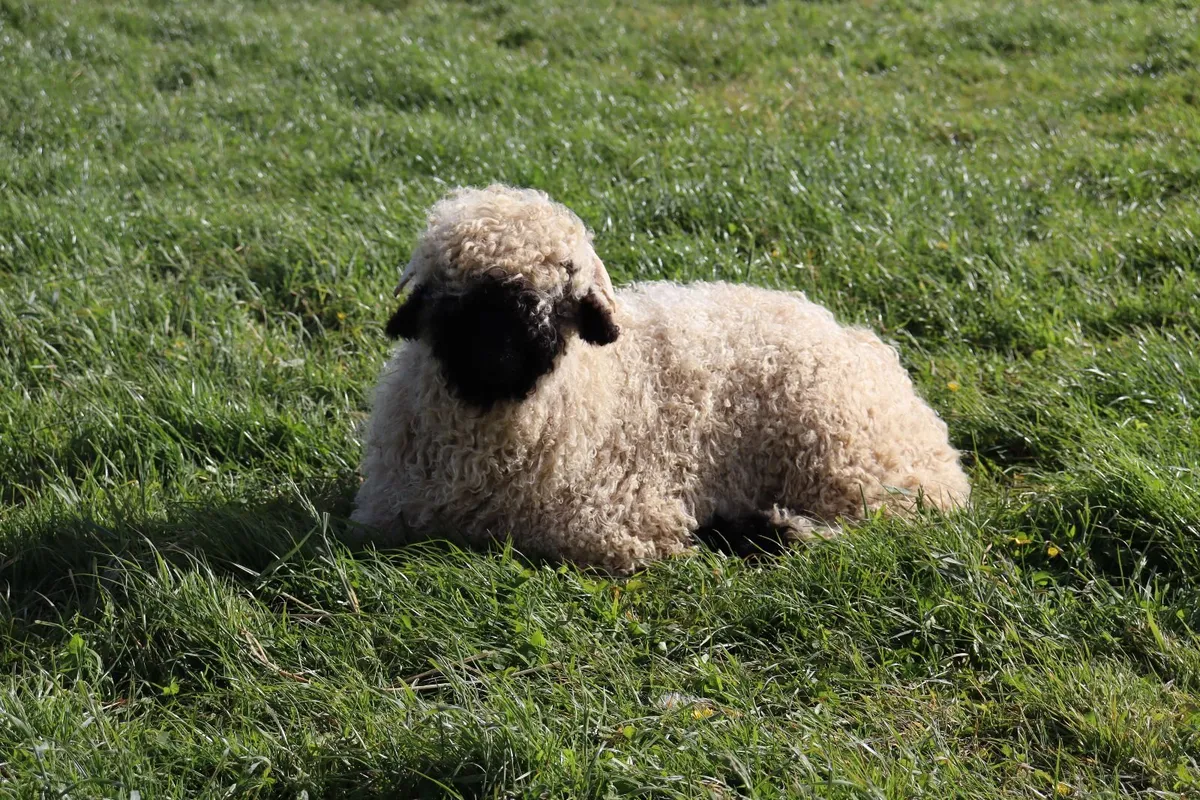 Valais Blacknose Lambs - Image 4
