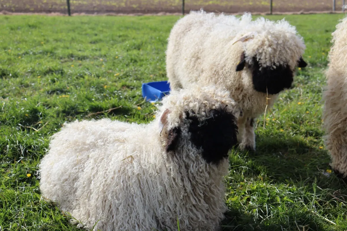 Valais Blacknose Lambs - Image 4