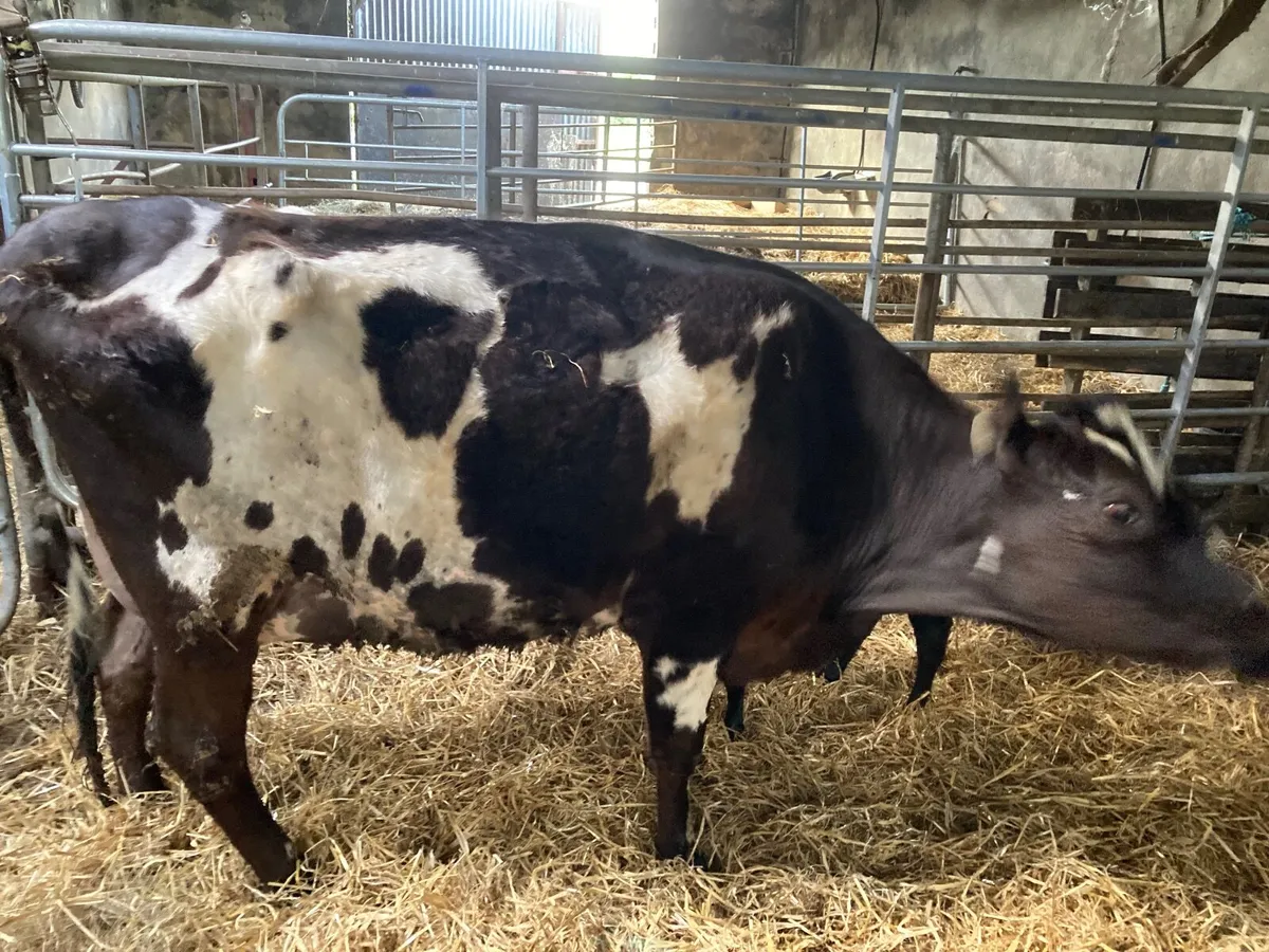 Jersey heifer - Image 2
