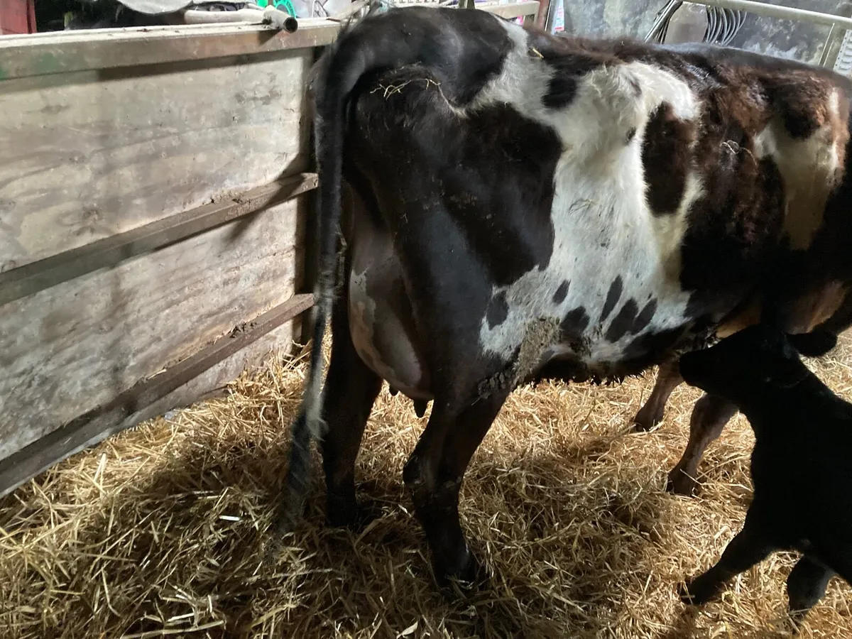Jersey heifer - Image 3