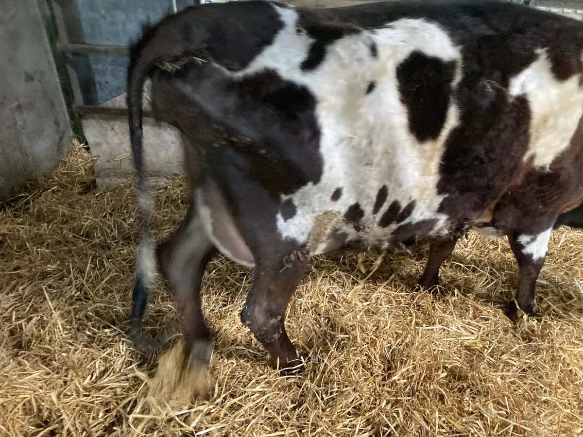 Jersey heifer - Image 4