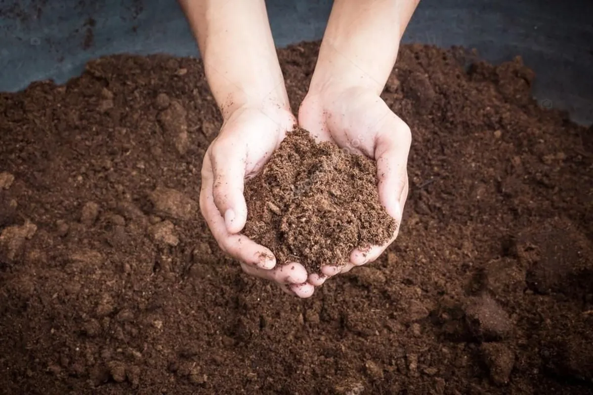 Spent Mushroom Compost - Image 4
