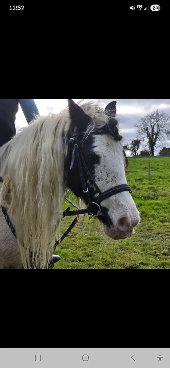 12.3hh mare