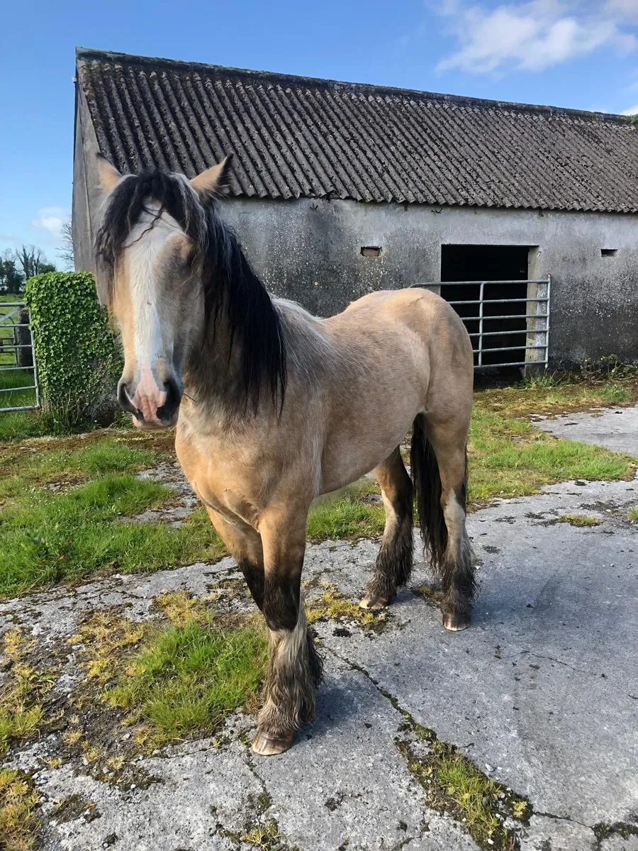 2yr Old Dun Gelding - Image 1