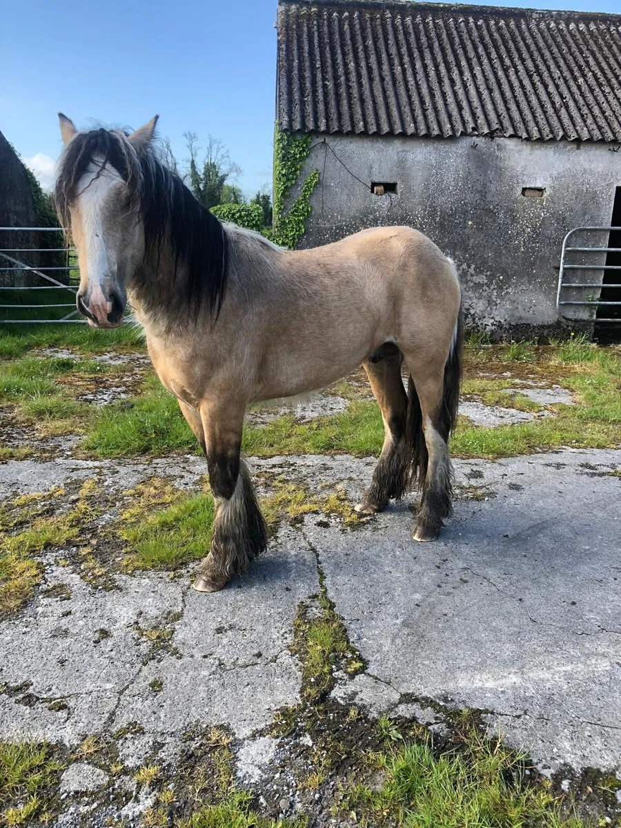 2yr Old Dun Gelding - Image 2