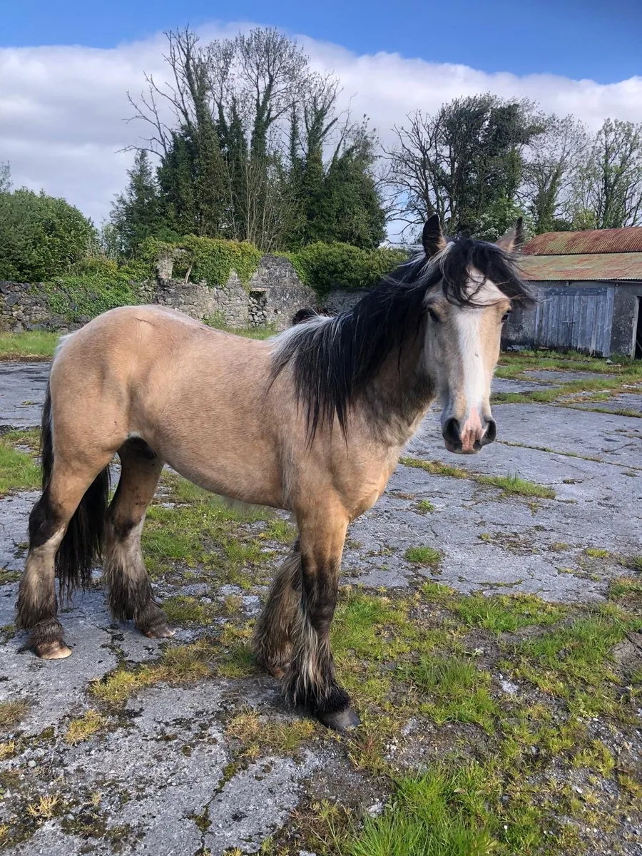 2yr Old Dun Gelding - Image 3