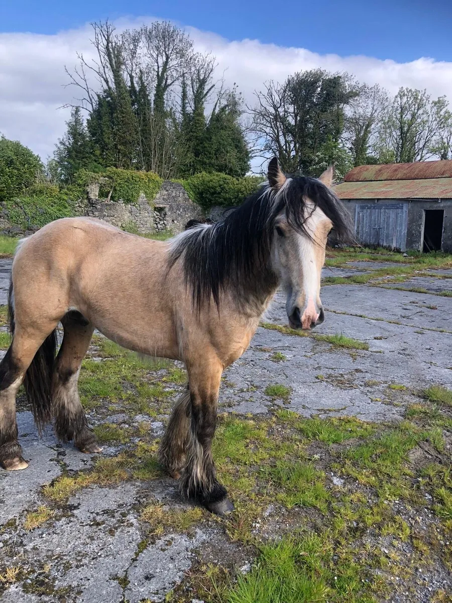2yr Old Dun Gelding - Image 4
