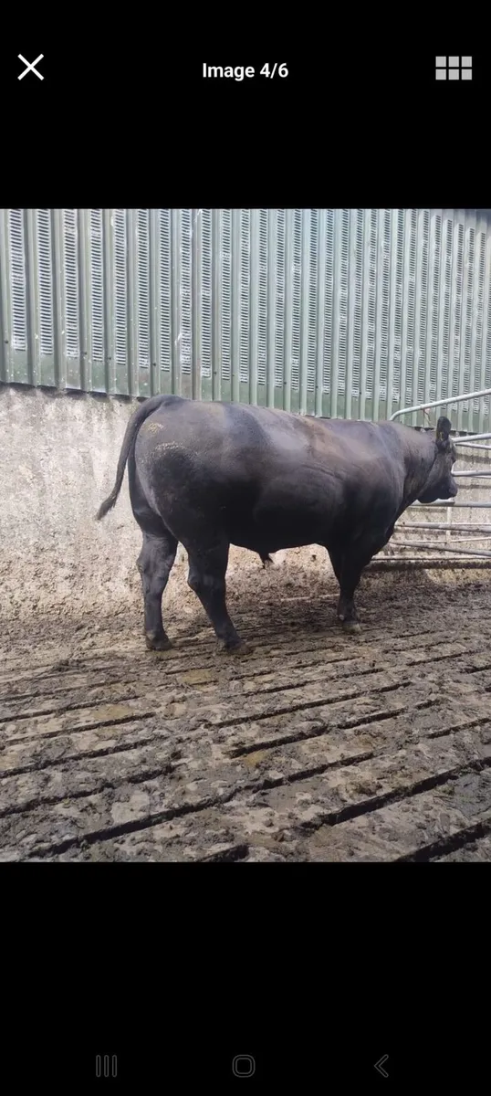 AA bull - Image 1