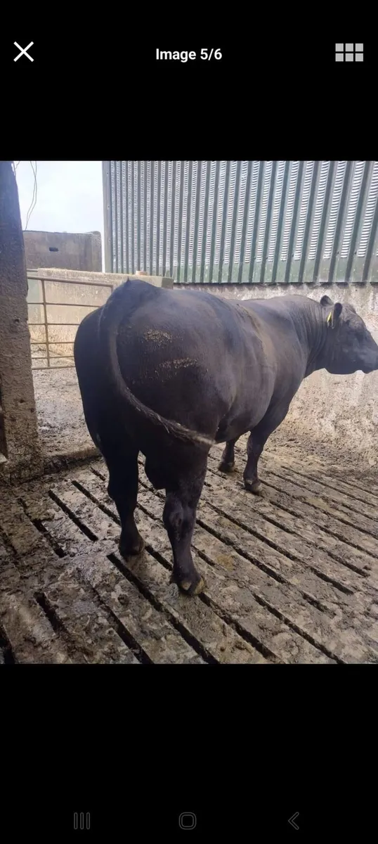 AA bull - Image 2