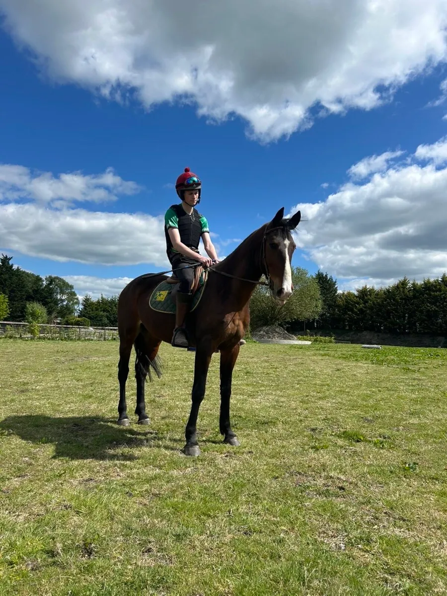 7 Year old Bay Gelding - Image 1