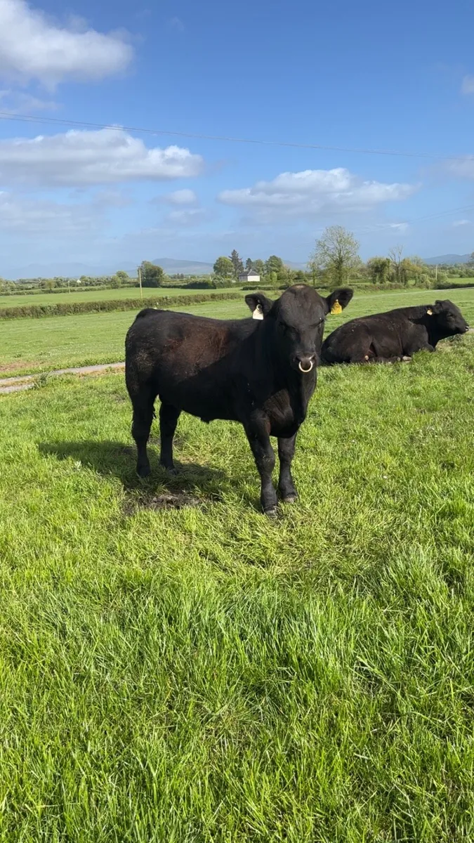 Pbr Aberdeen Angus Bull - Image 1