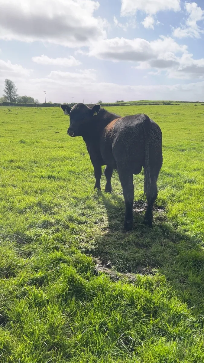 Pbr Aberdeen Angus Bull - Image 2