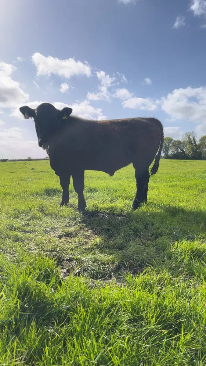 Pbr Aberdeen Angus Bull - Image 3