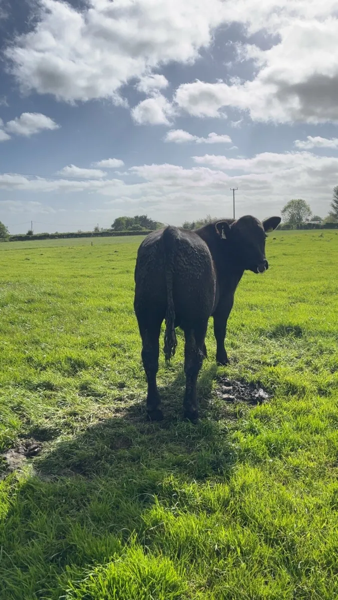 Pbr Aberdeen Angus Bull - Image 4