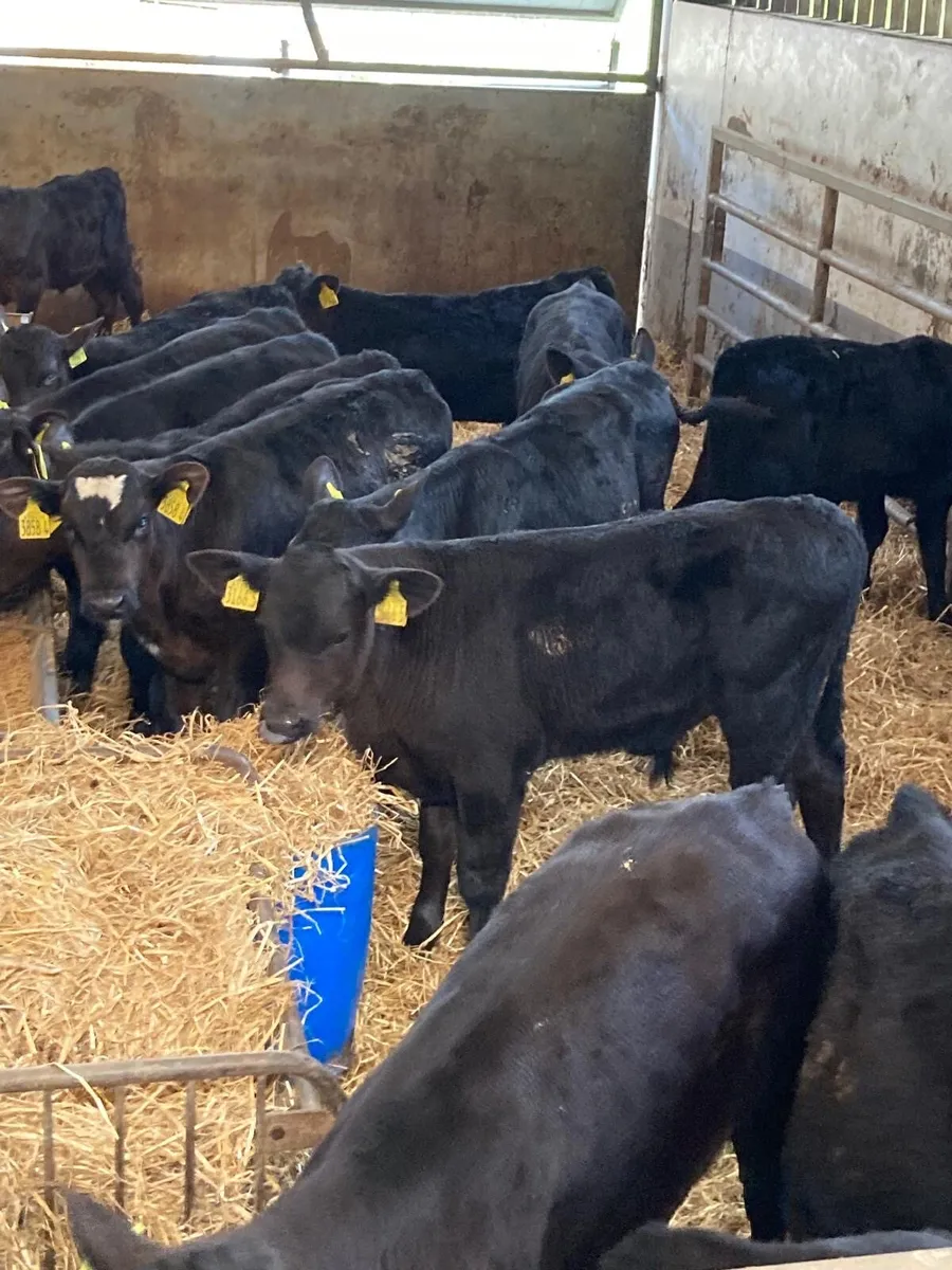 Angus bull’s. - Image 2