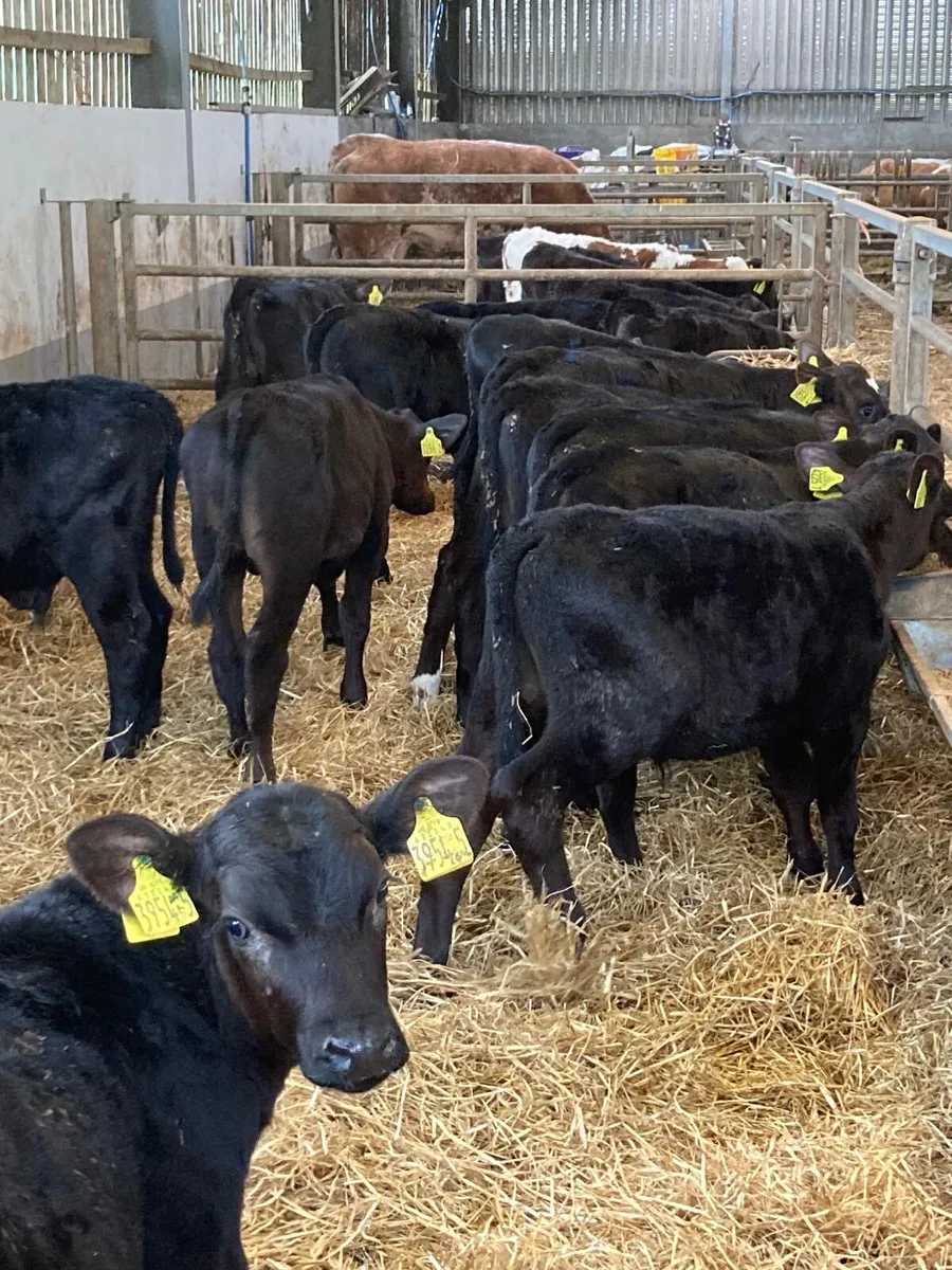 Angus bull’s. - Image 3