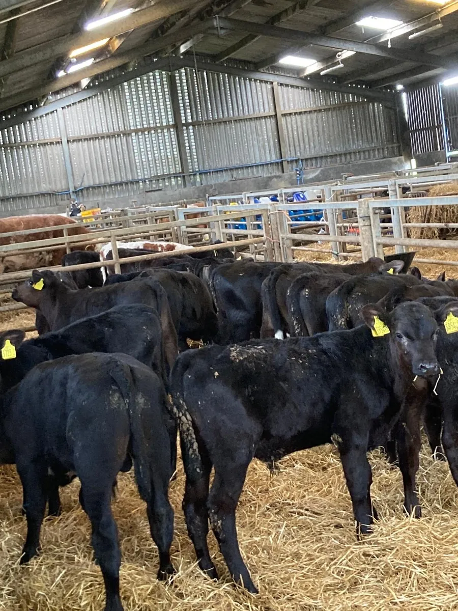 Angus bull’s. - Image 4