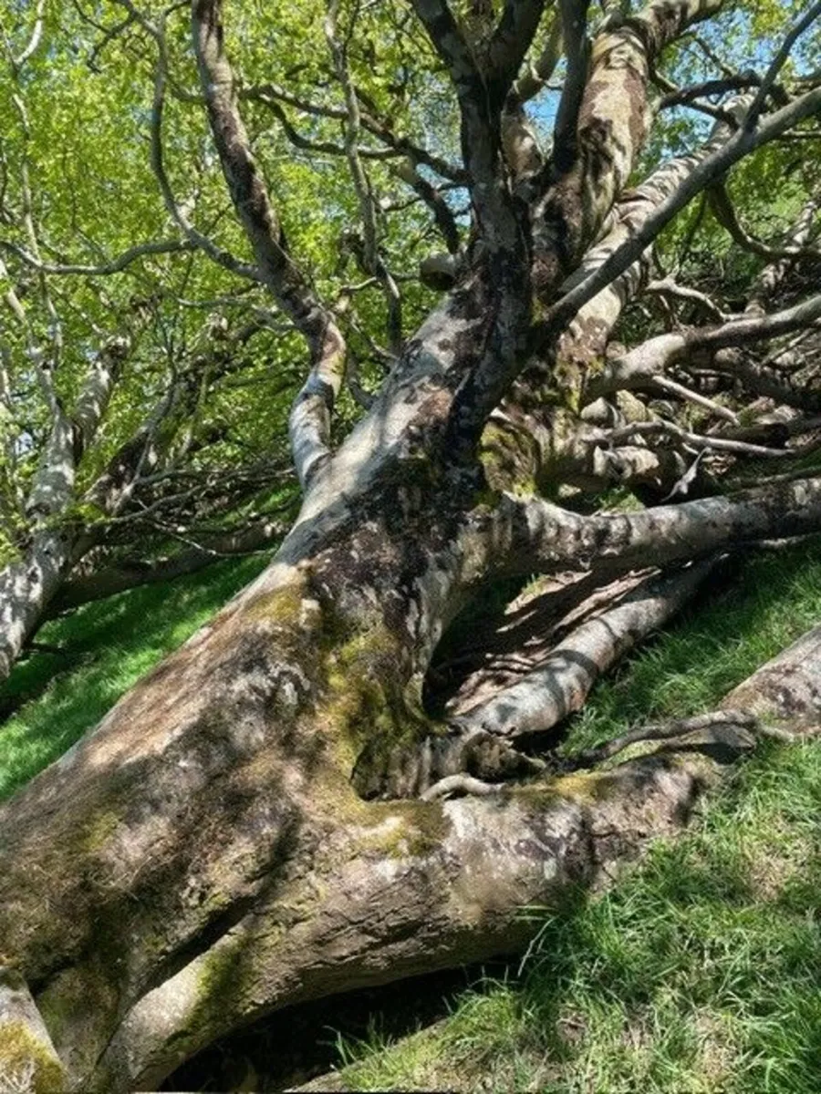 Fallen Trees - Image 3