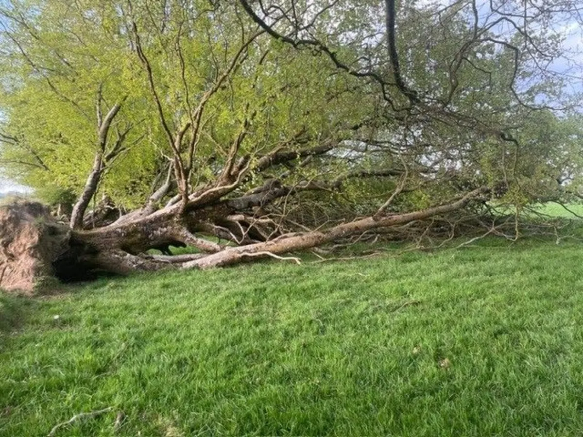 Fallen Trees - Image 4