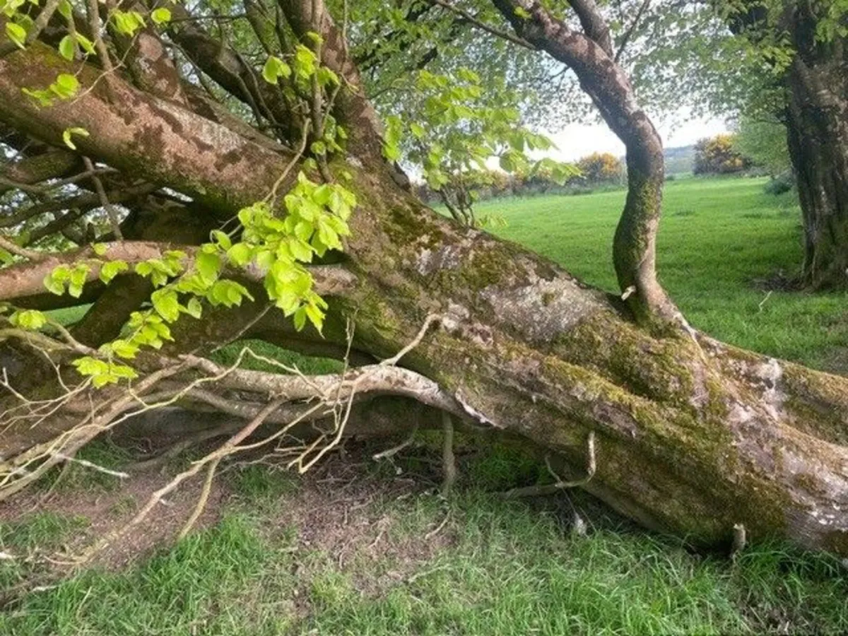 Fallen Trees - Image 2