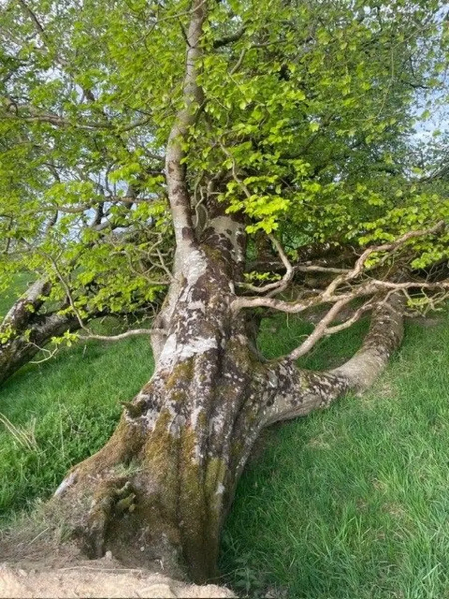 Fallen Trees - Image 1