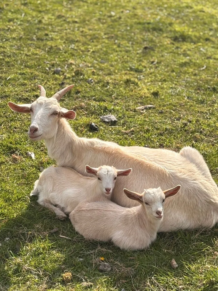 Goats - Image 1