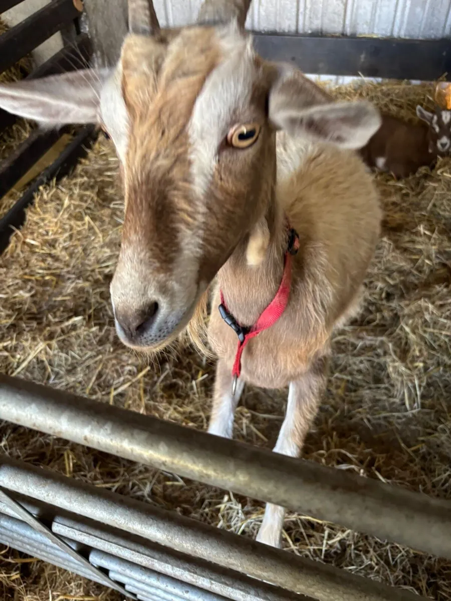 Goats - Image 2