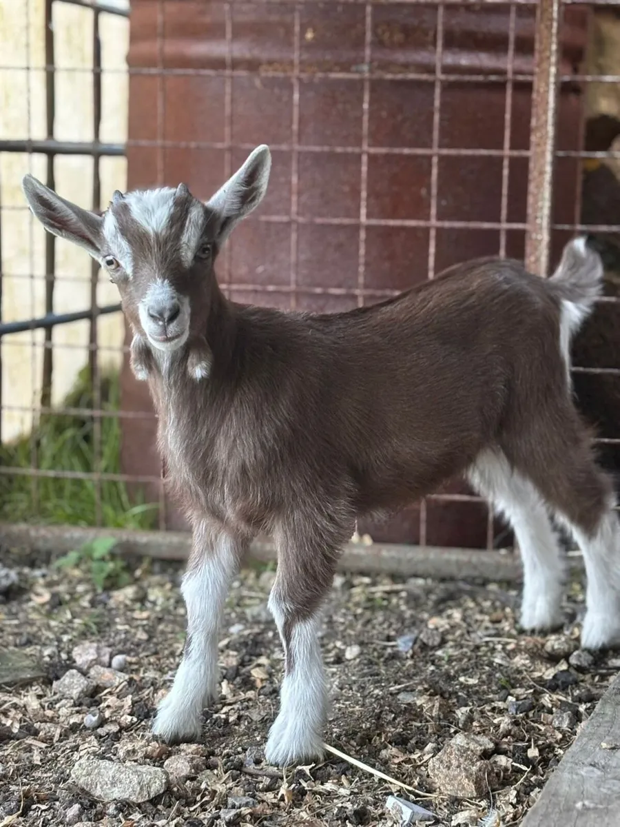Goats - Image 3