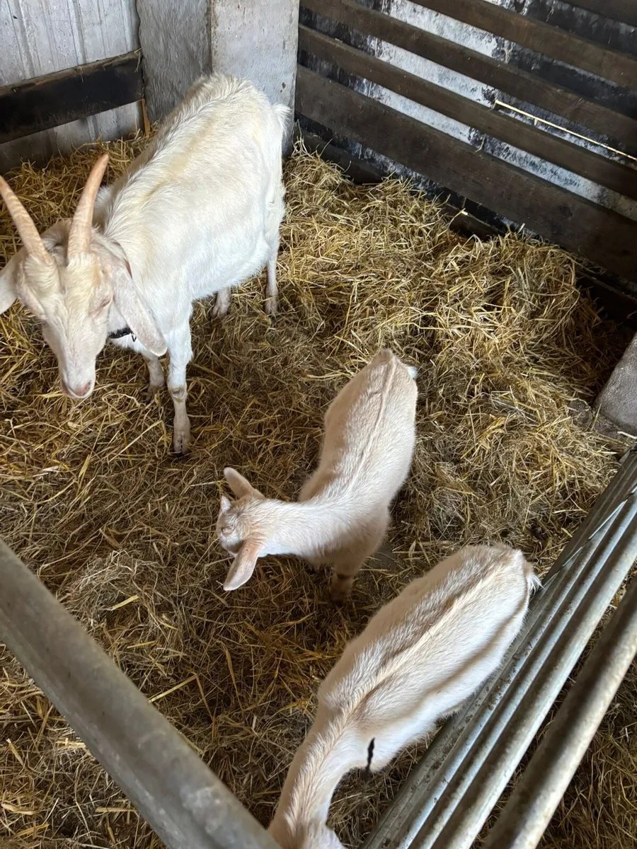 Goats - Image 4