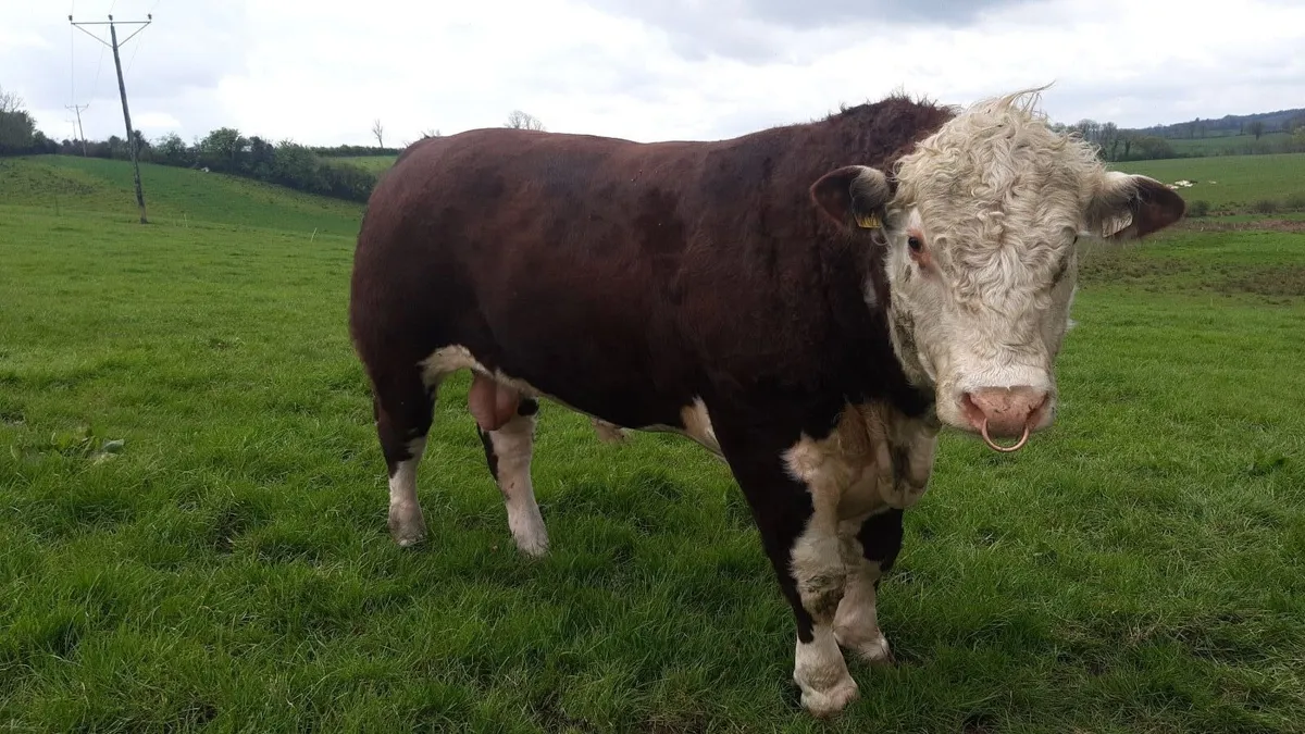 Pedigree Hereford Bull for Nenagh - Image 2