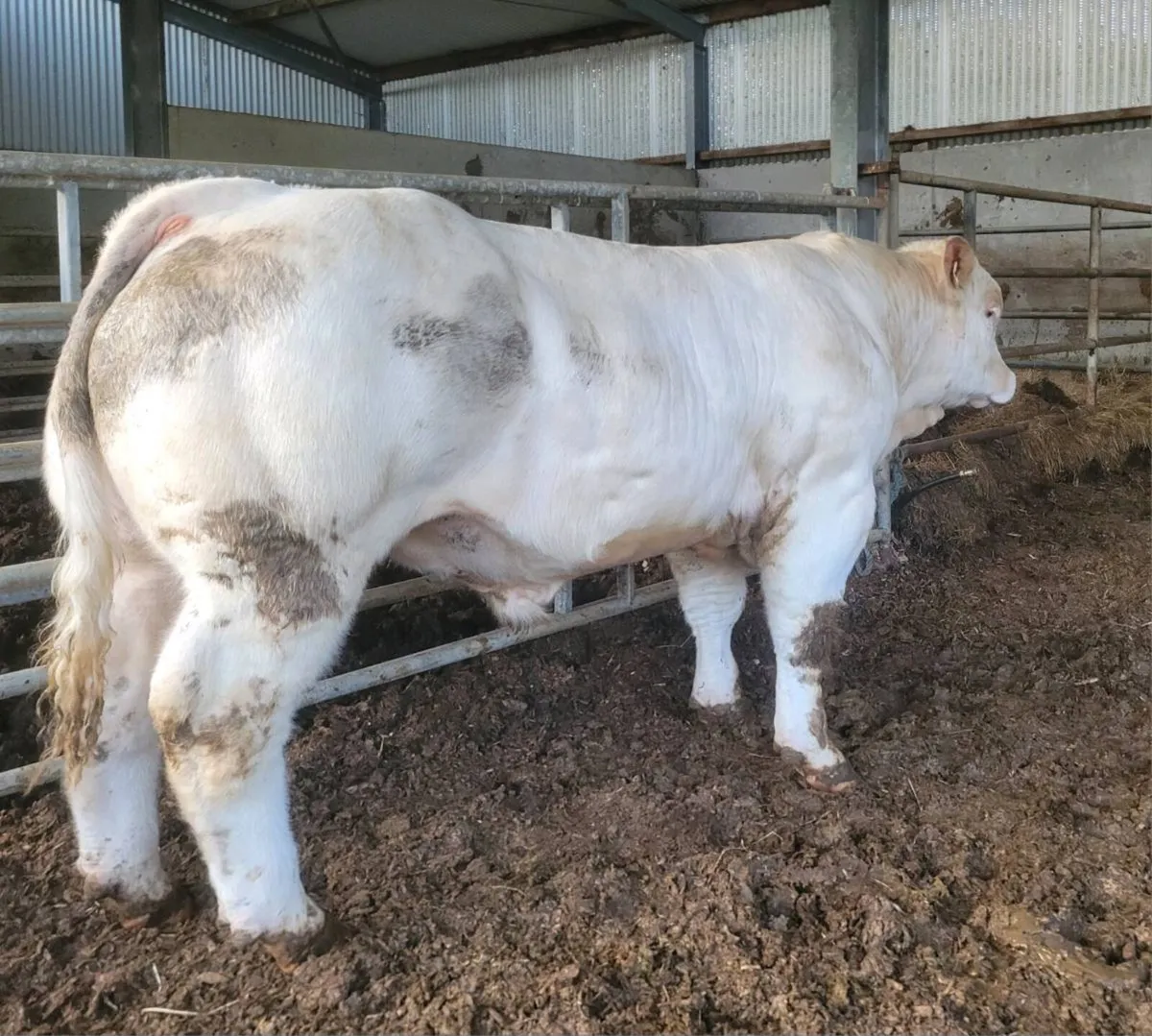 Bulls - Image 1