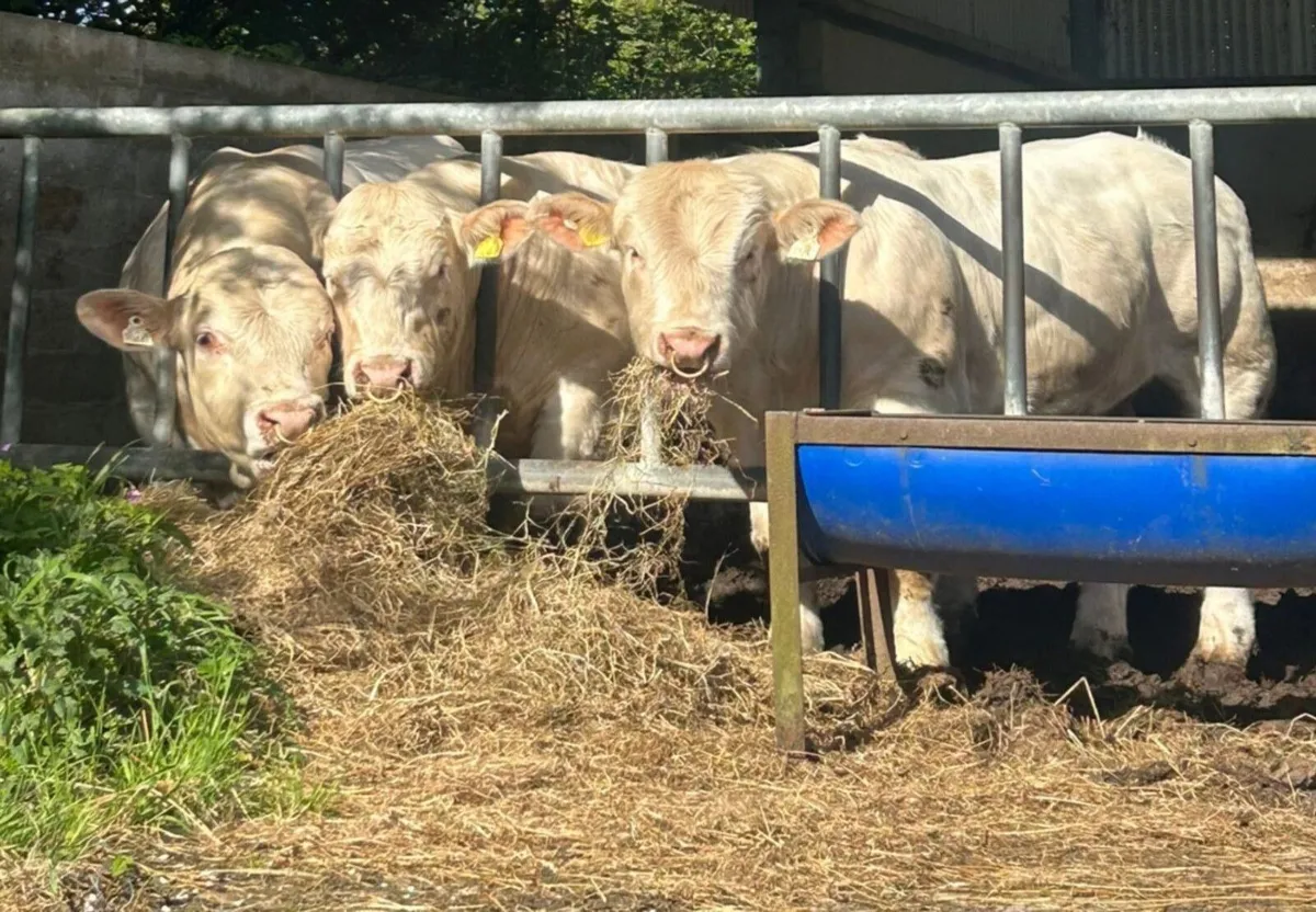 Bulls - Image 2