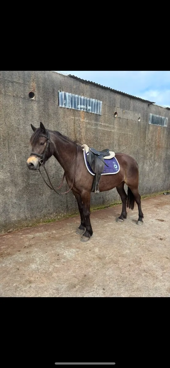 LOT 142 CLIFDEN PONY SALES - Image 1