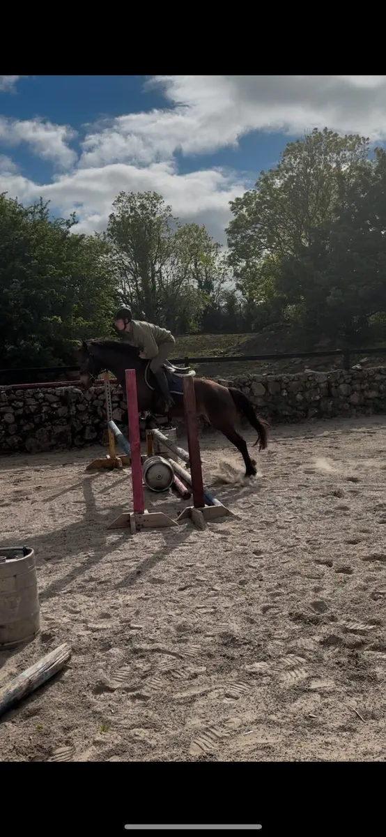 LOT 142 CLIFDEN PONY SALES - Image 3