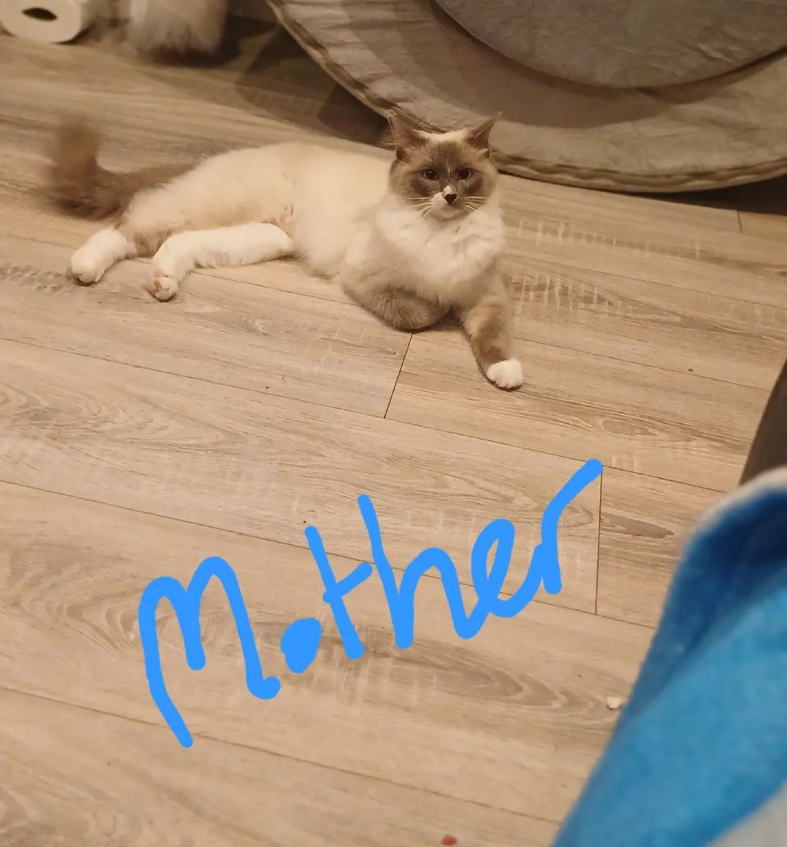Ragdoll kittens - Image 4