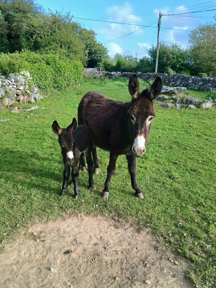 Female Donkey & Foal - Image 1