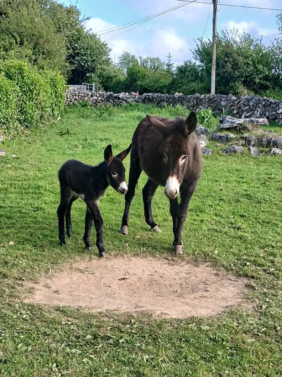 Female Donkey & Foal - Image 2