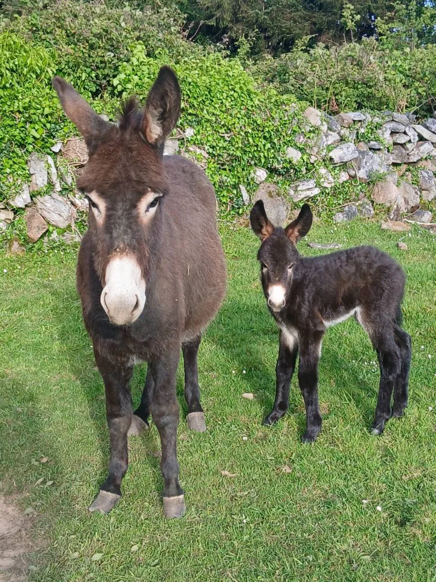 Female Donkey & Foal - Image 3