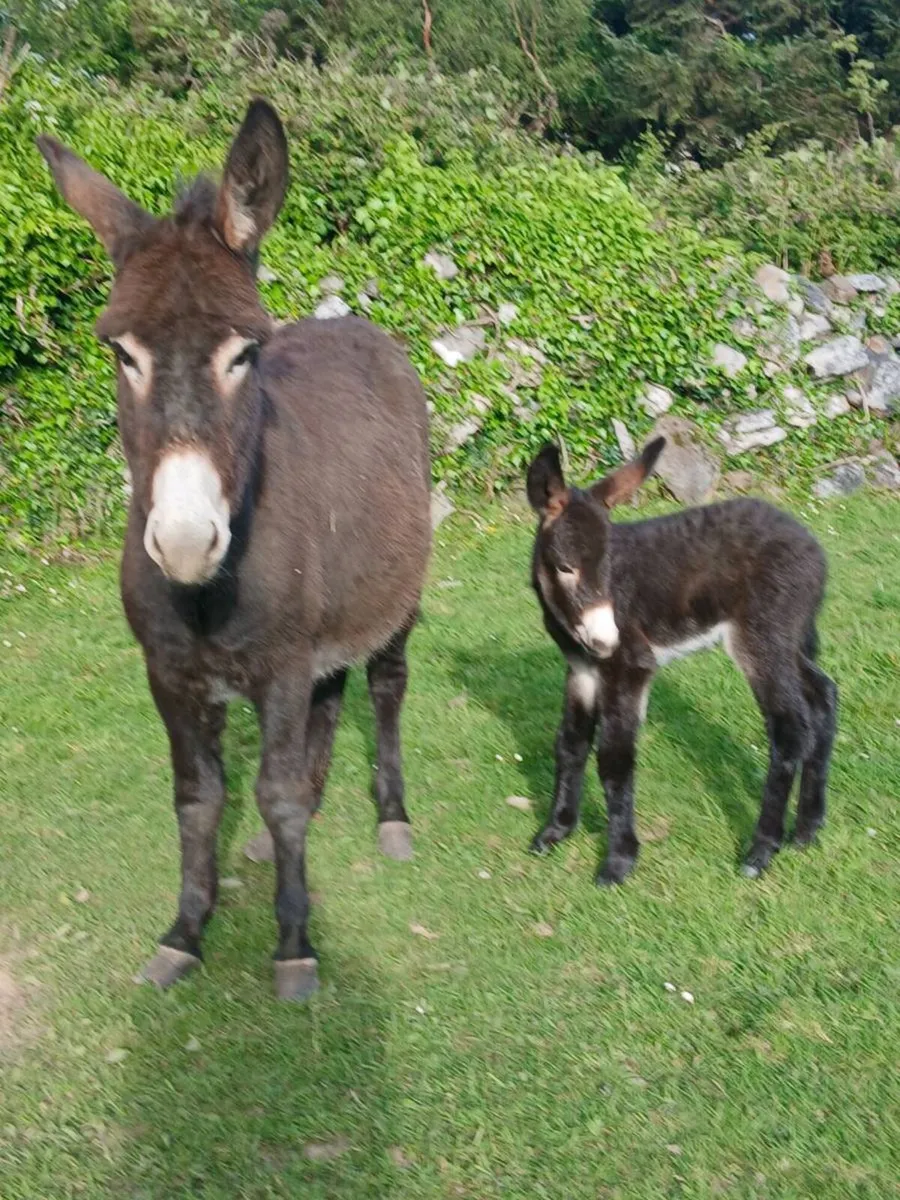 Female Donkey & Foal - Image 4