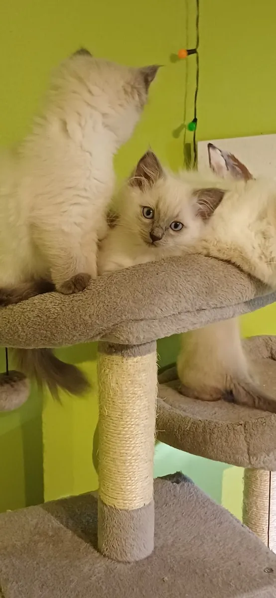 Ragdoll kittens - Image 3