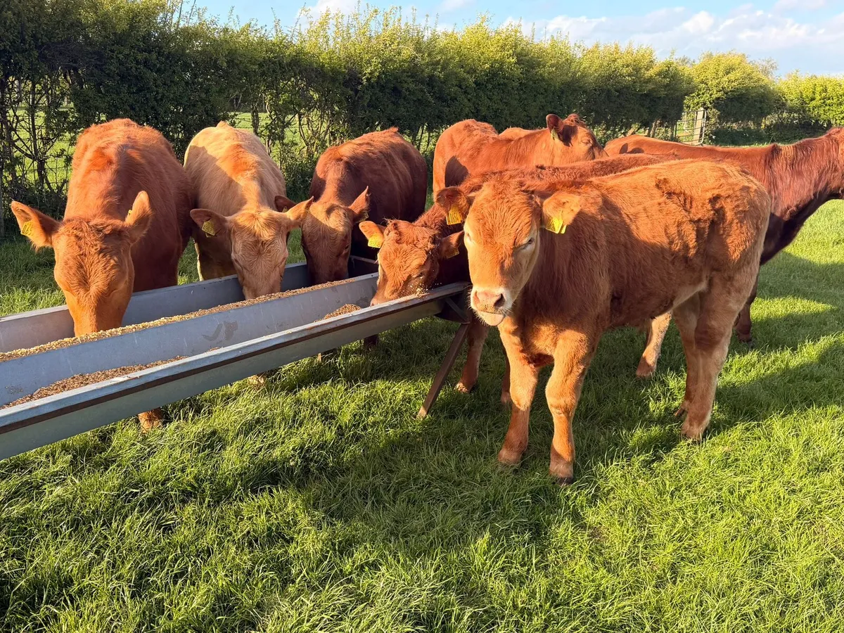 Limousin Bullocks - Image 3