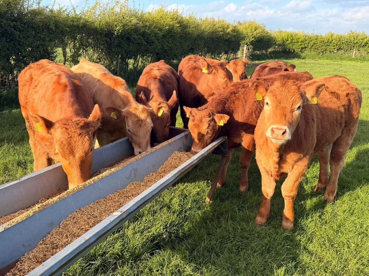 Limousin Bullocks - Image 4