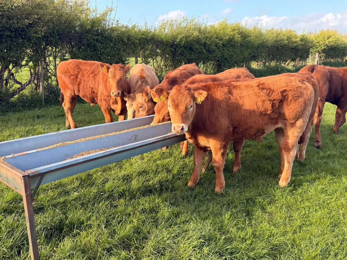 Limousin Bullocks - Image 2