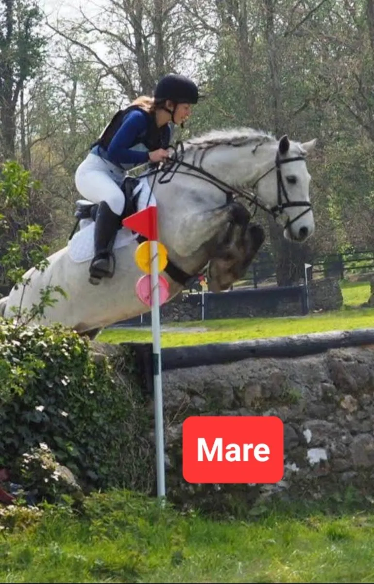 Class 1 Connemara Mare - Image 1