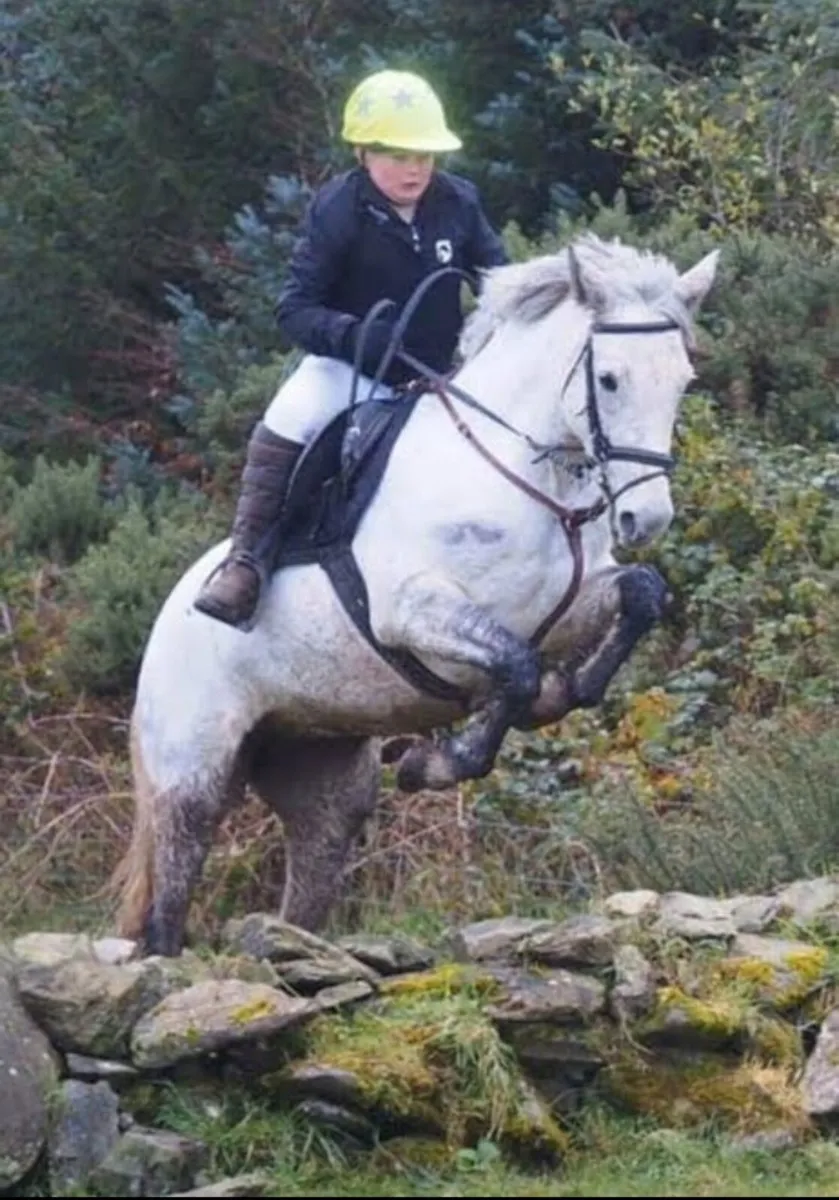 Class 1 Connemara Mare - Image 2