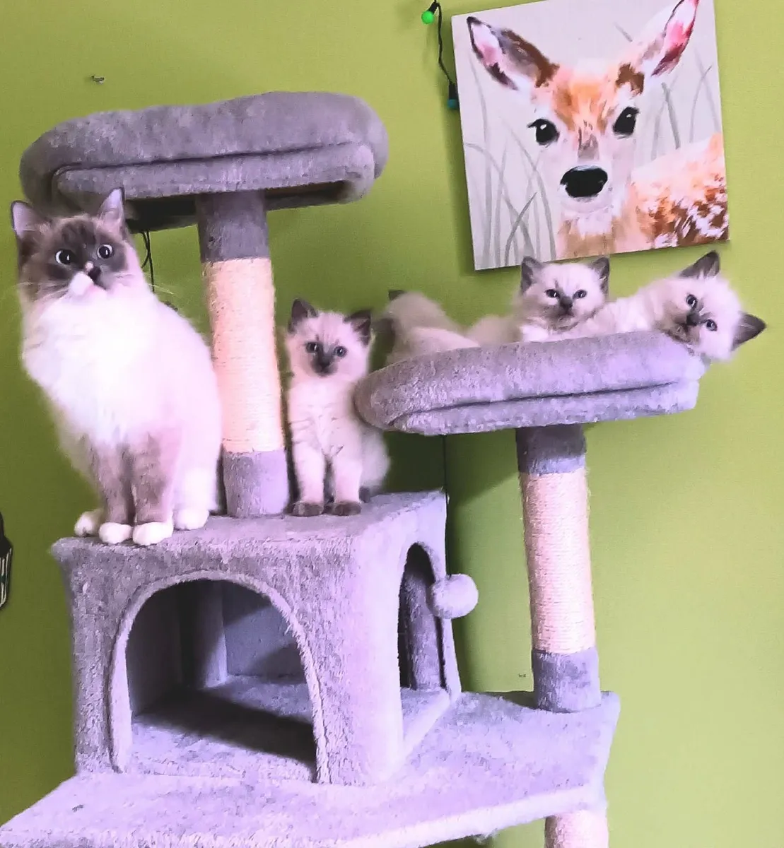Ragdoll kittens - Image 2