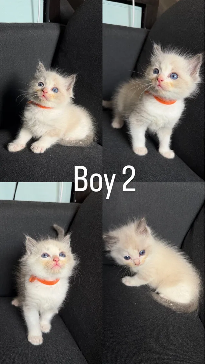 Ragdoll - Image 3