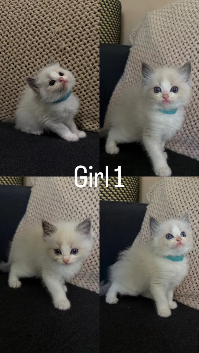 Ragdoll - Image 4