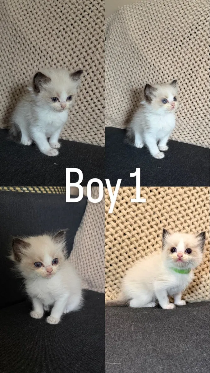 Ragdoll - Image 2