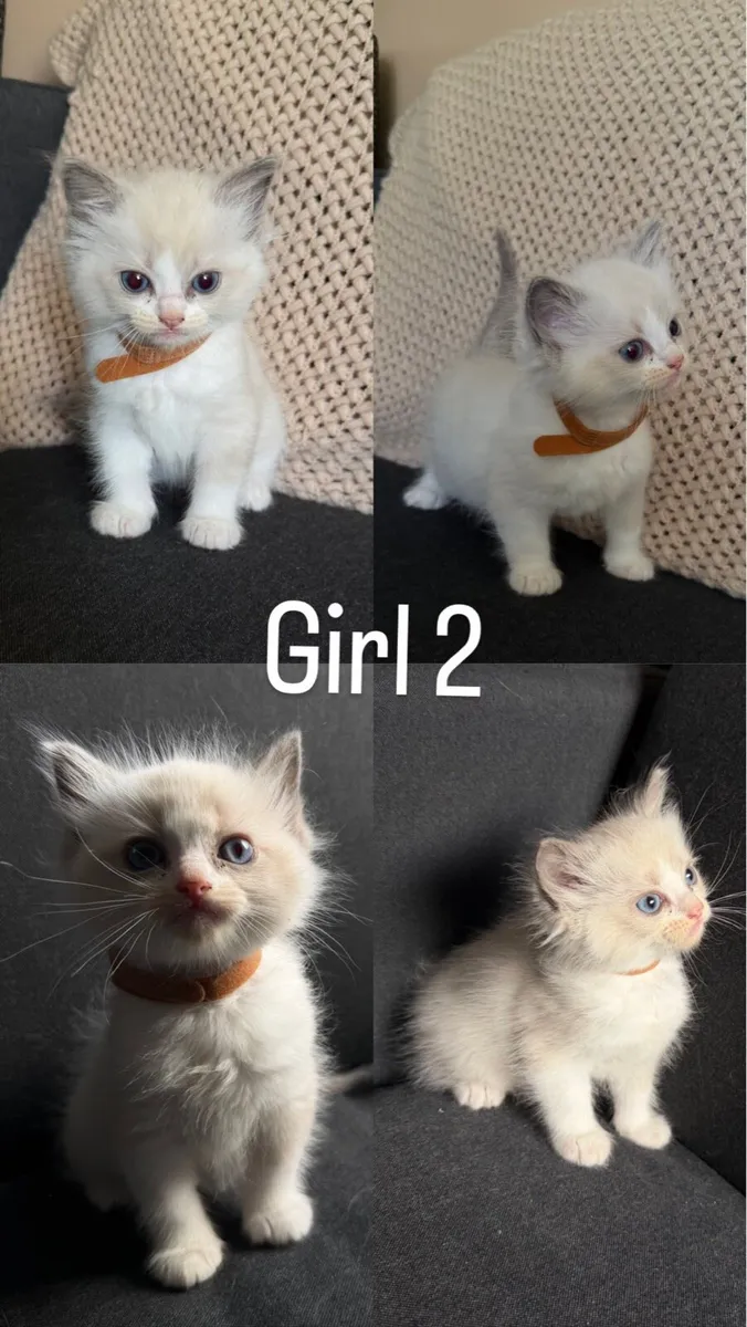Ragdoll kittens - Image 4